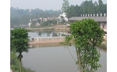 廣州魚(yú)苗增殖培訓服務(wù)，日億魚(yú)苗場(chǎng)