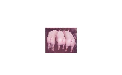強達豬場(chǎng)發(fā)布招商信息