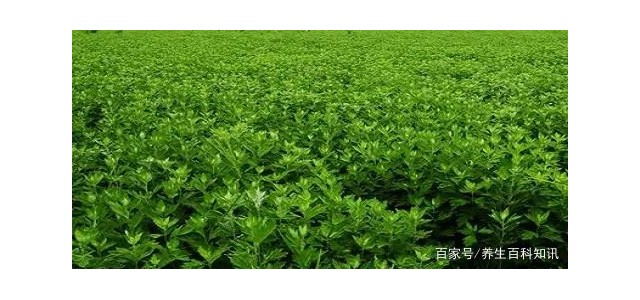 華西攀威弘揚中醫藥文化，保護國民健康